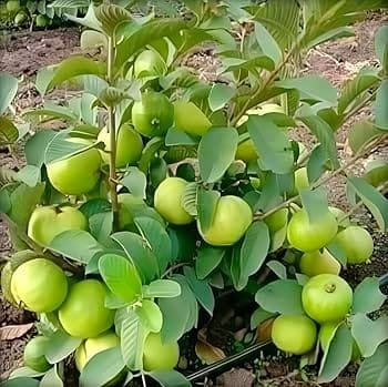 अमरूद सादा पौधा